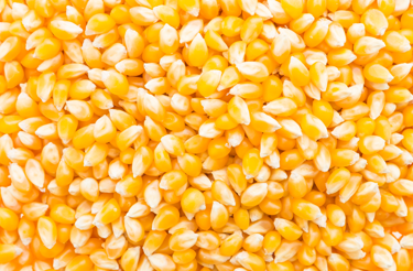 Corn